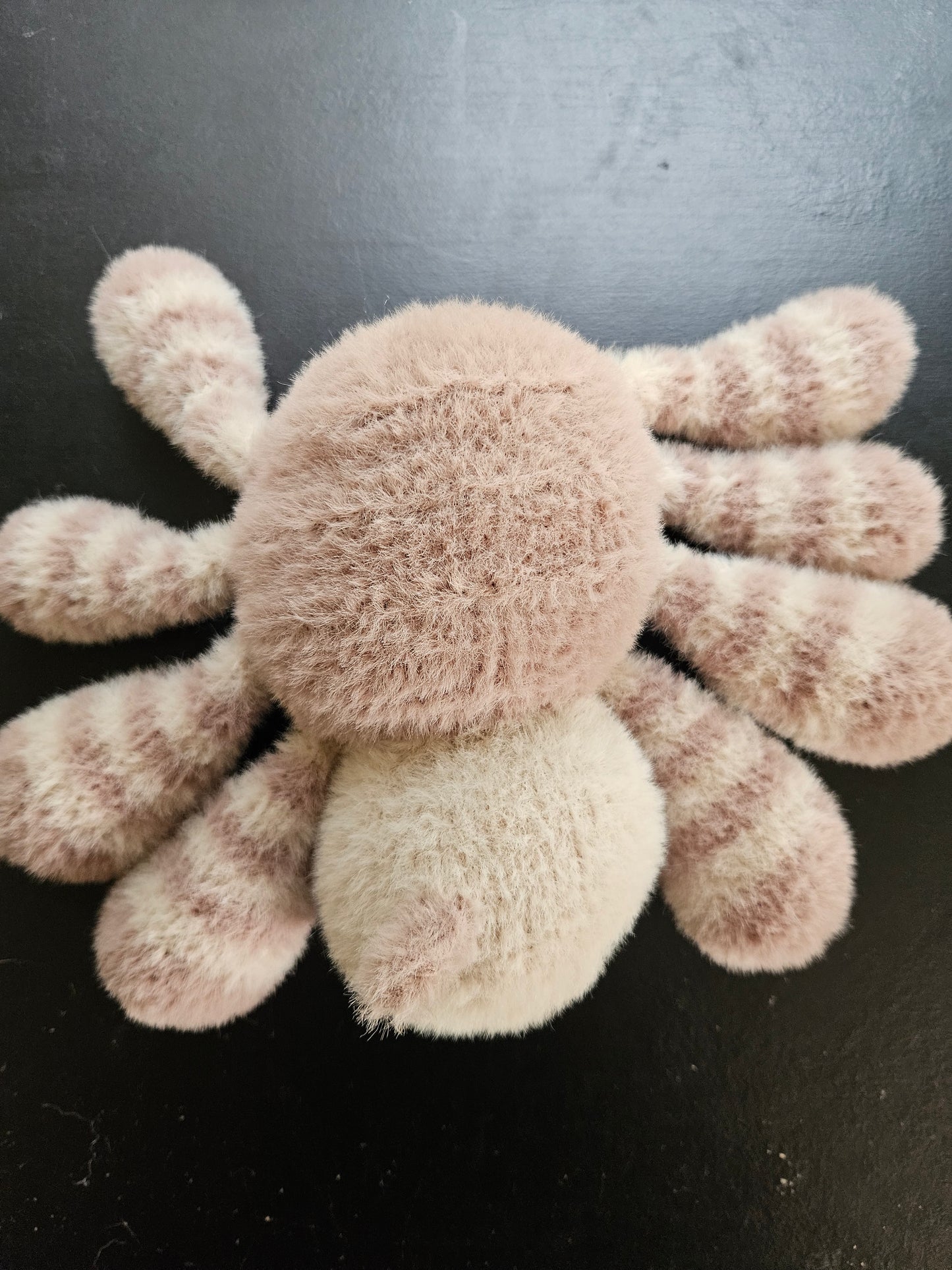 Mocha the Spider