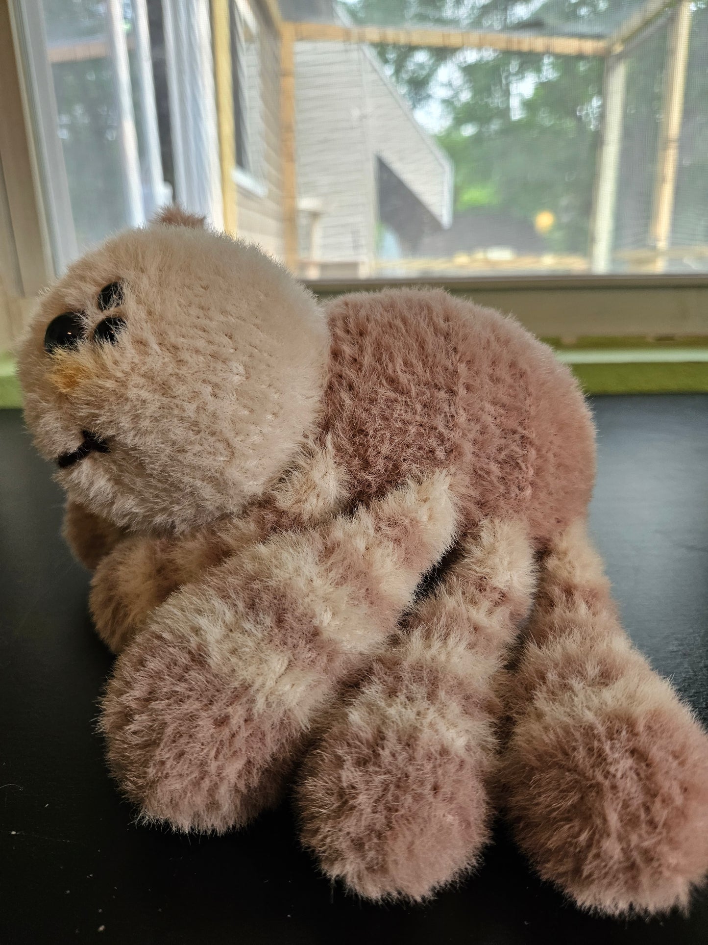Mocha the Spider