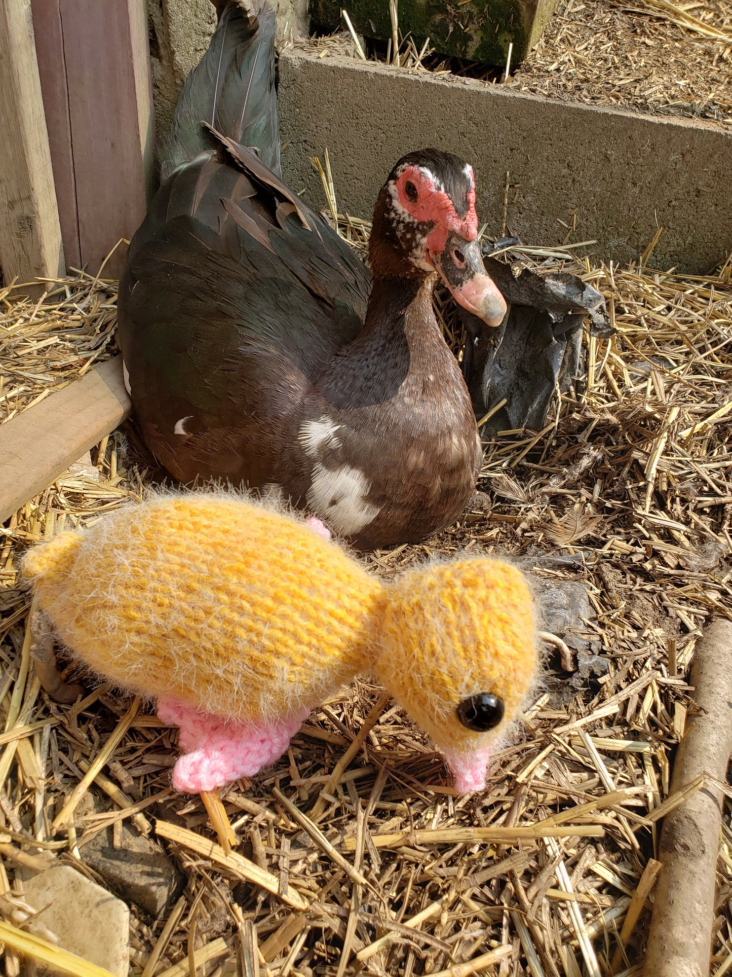 Baby Duck