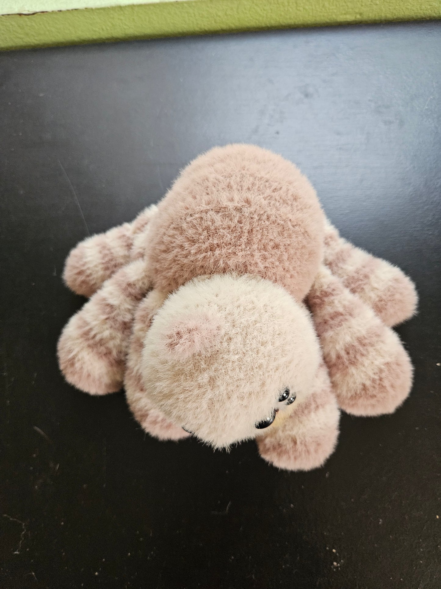 Mocha the Spider